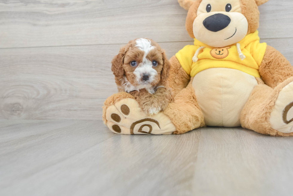 Cavapoo Pup Being Cute