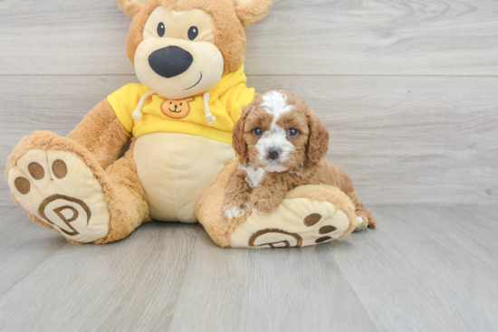 Cavapoo Pup Being Cute