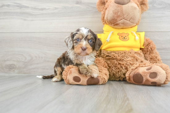 Cavapoo Puppy for Adoption