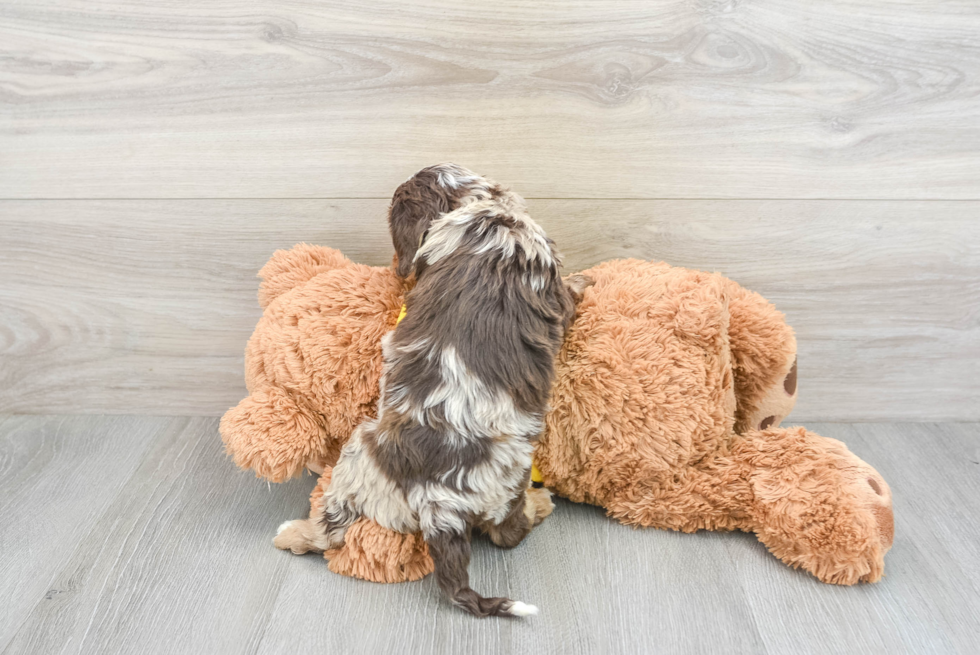 Adorable Cavoodle Poodle Mix Puppy