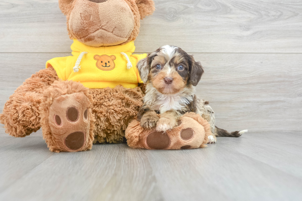 Cavapoo Puppy for Adoption