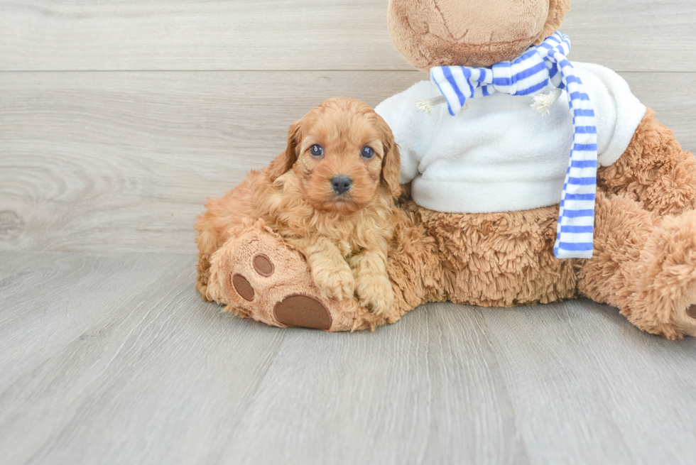 Little Cavoodle Poodle Mix Puppy