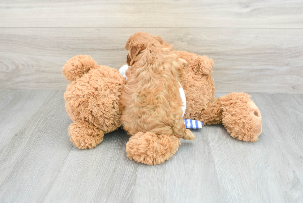 Cavapoo Puppy for Adoption