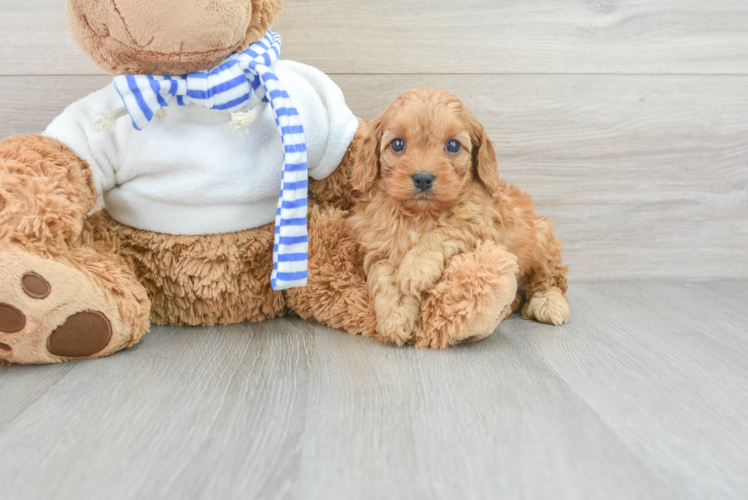 Hypoallergenic Cavoodle Poodle Mix Puppy