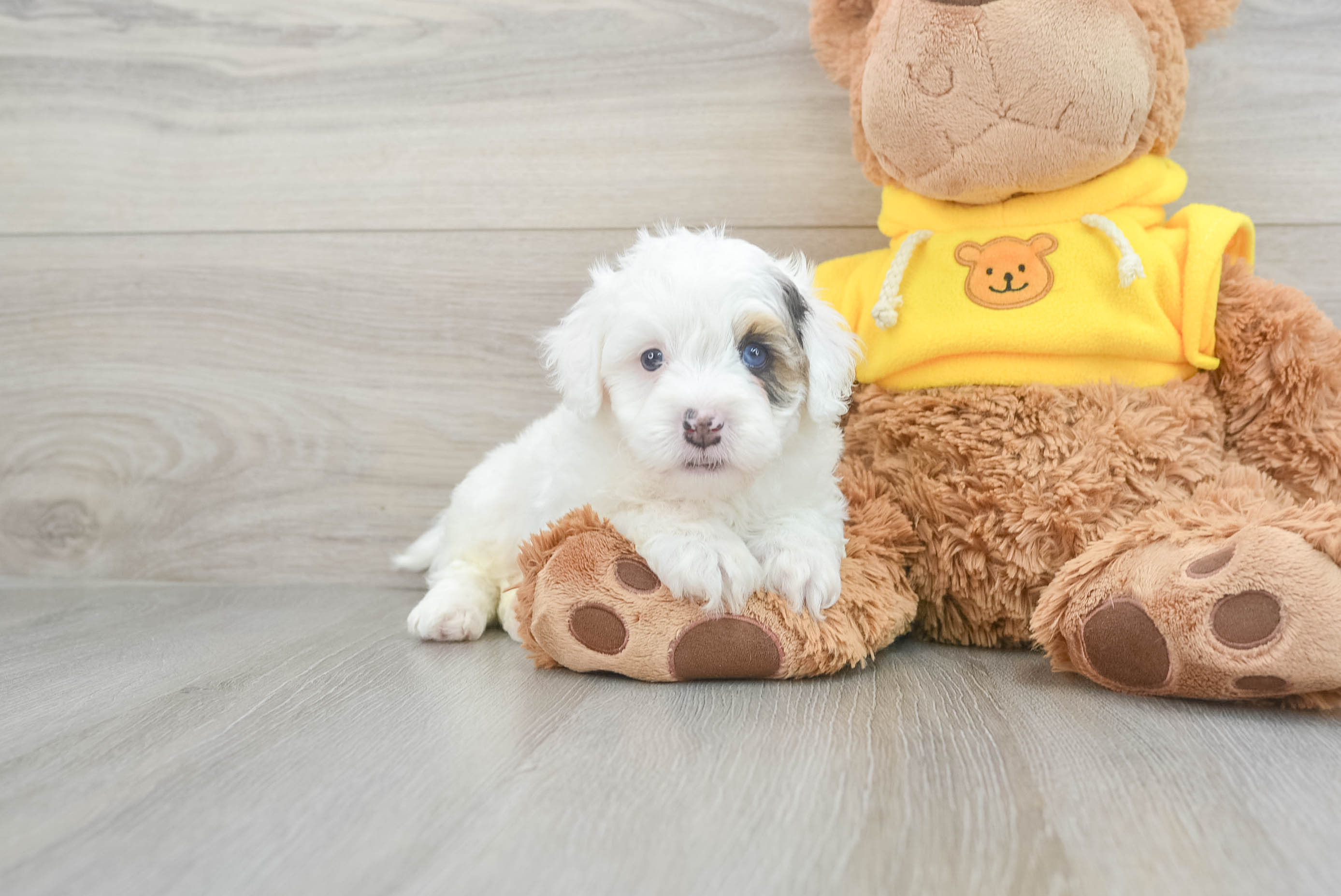 Playful Cavoodle Poodle Mix Puppy