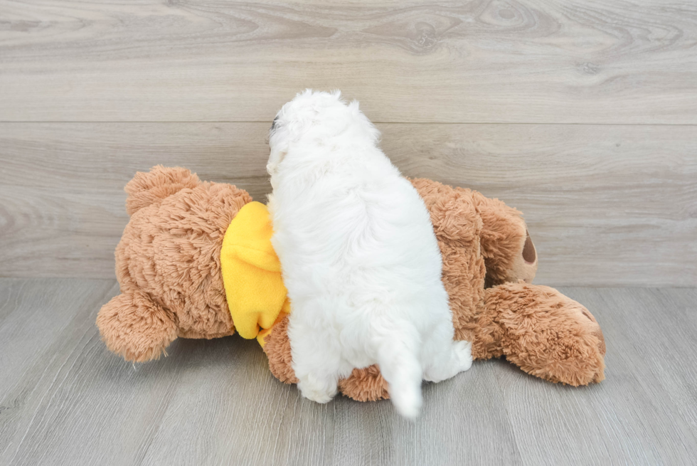 Cavapoo Pup Being Cute