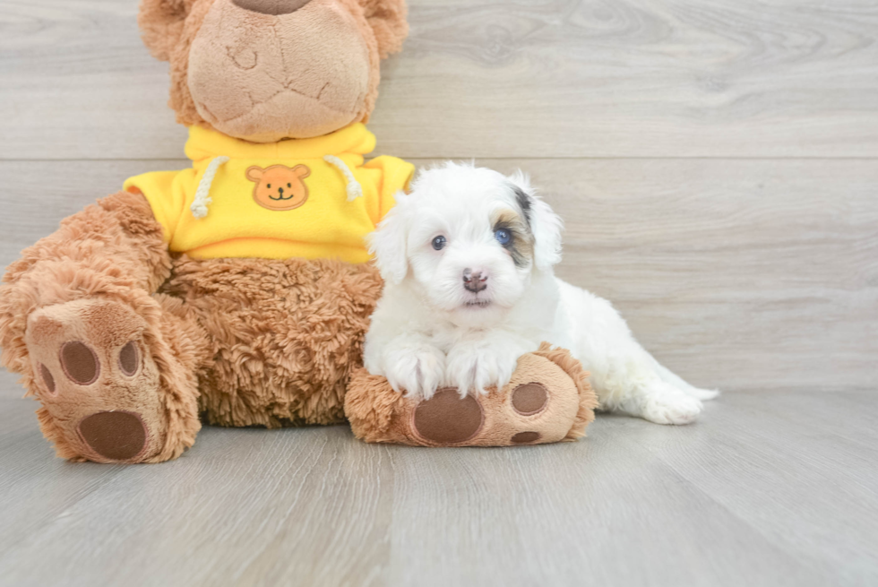 Popular Cavapoo Poodle Mix Pup