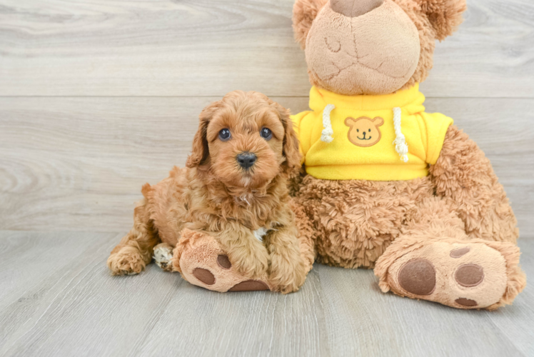 Popular Cavapoo Poodle Mix Pup