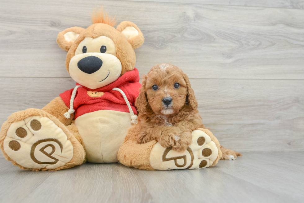 Energetic Cavoodle Poodle Mix Puppy