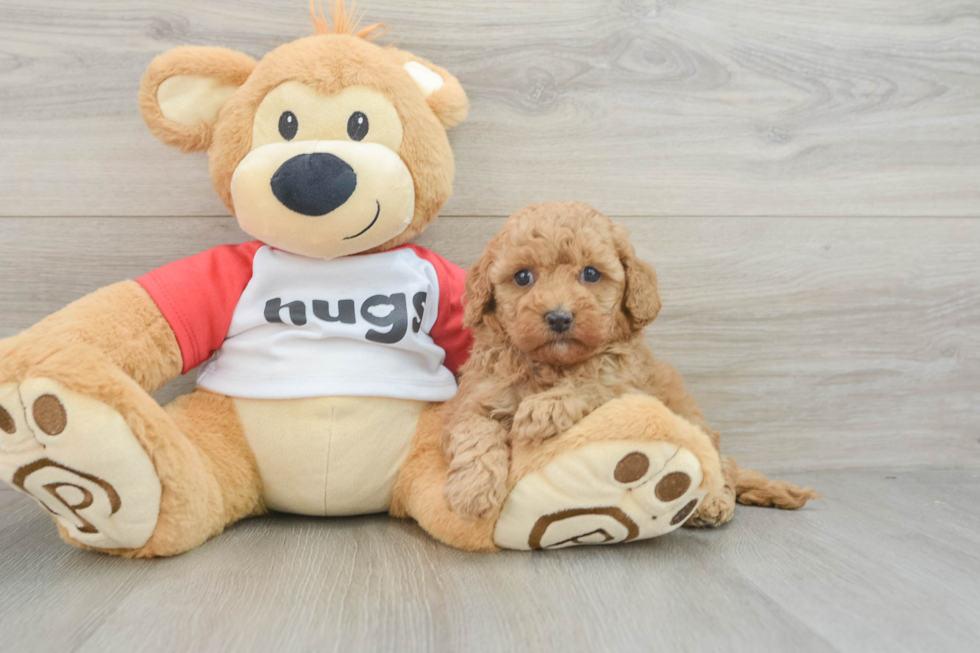 Cavapoo Pup Being Cute