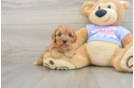 Cavapoo Pup Being Cute