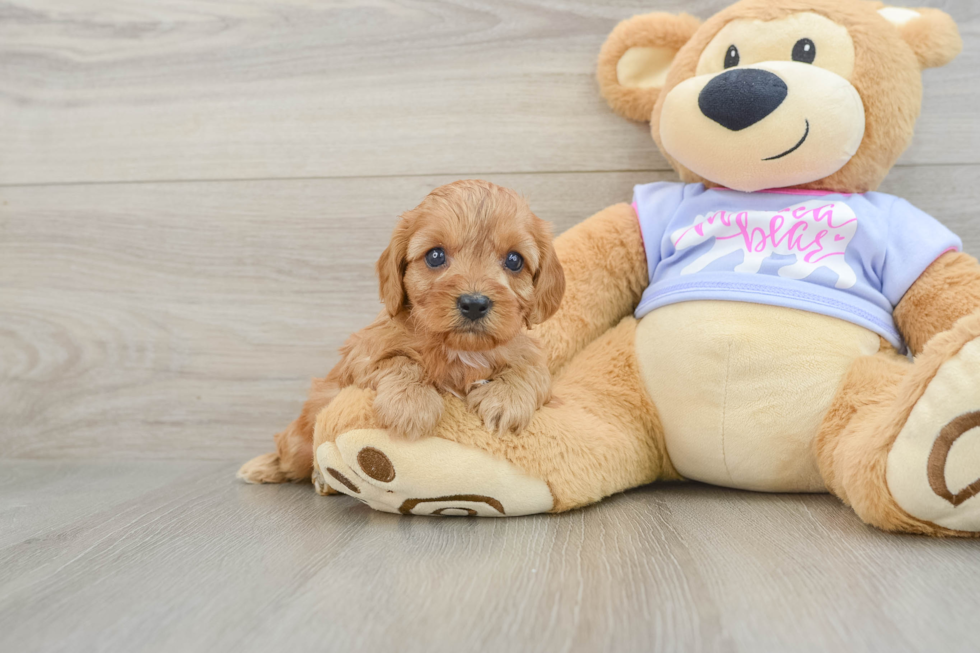 Cavapoo Pup Being Cute
