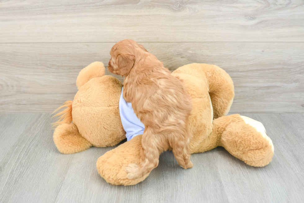 Cavapoo Pup Being Cute