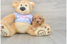 Happy Cavapoo Baby