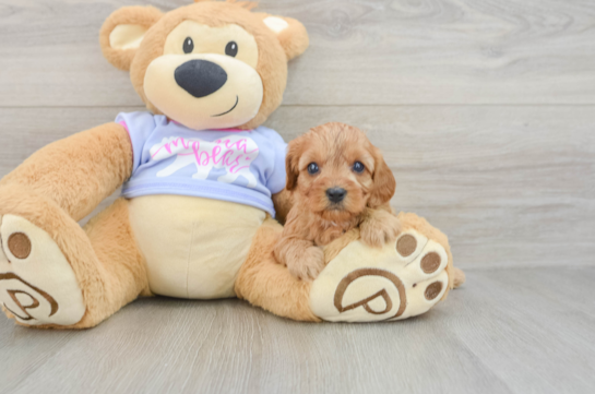 Happy Cavapoo Baby