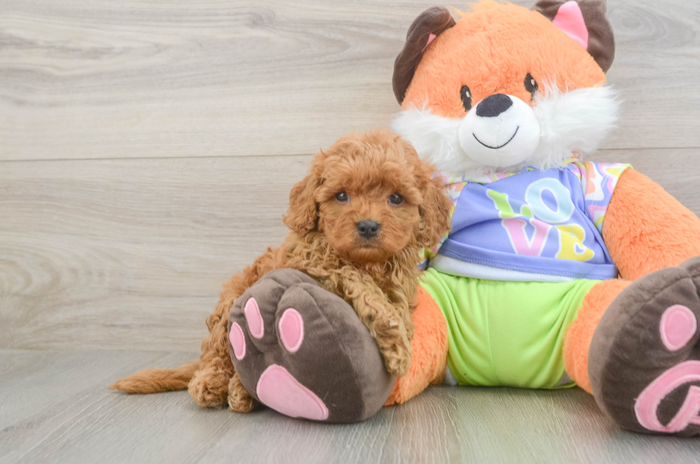 5 week old Cavapoo Puppy For Sale - Premier Pups