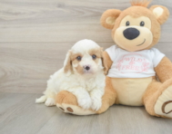 8 week old Cavapoo Puppy For Sale - Premier Pups