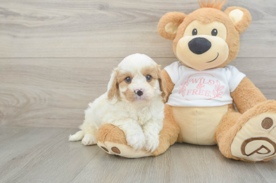 Cavapoo Puppy for Adoption