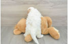 Smart Cavapoo Poodle Mix Pup