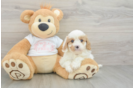 Best Cavapoo Baby
