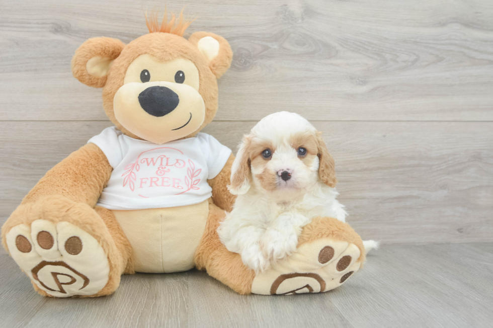 Best Cavapoo Baby