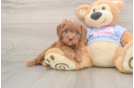 Cavapoo Pup Being Cute