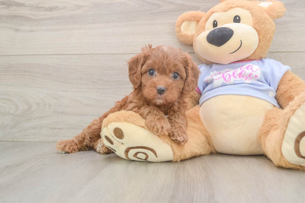 Cavapoo Pup Being Cute