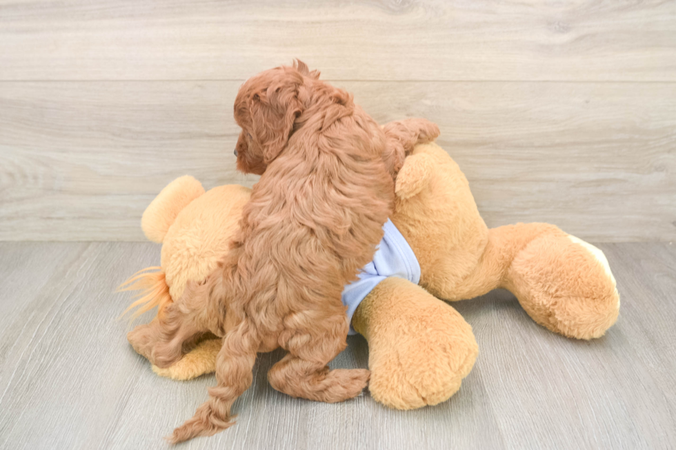 Cavapoo Pup Being Cute