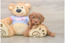 Playful Cavapoodle Poodle Mix Puppy