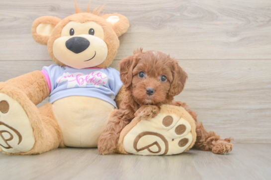 Playful Cavapoodle Poodle Mix Puppy