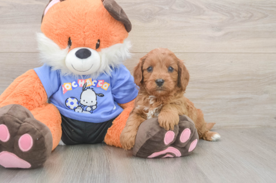 Cavapoo Puppy for Adoption