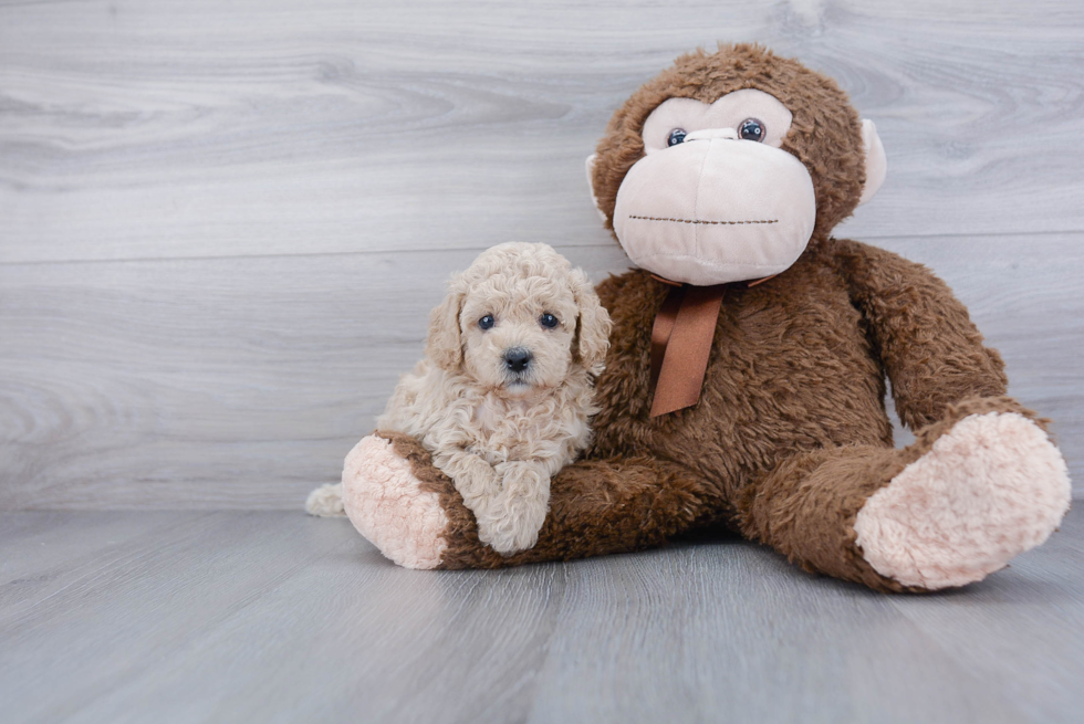 Funny Cavapoo Poodle Mix Pup