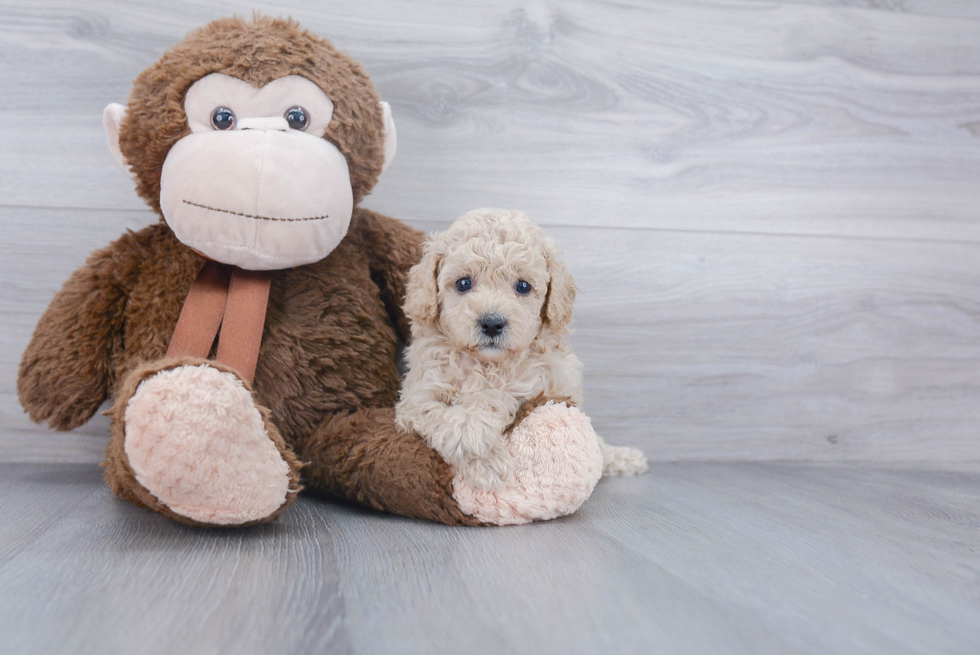 Best Cavapoo Baby