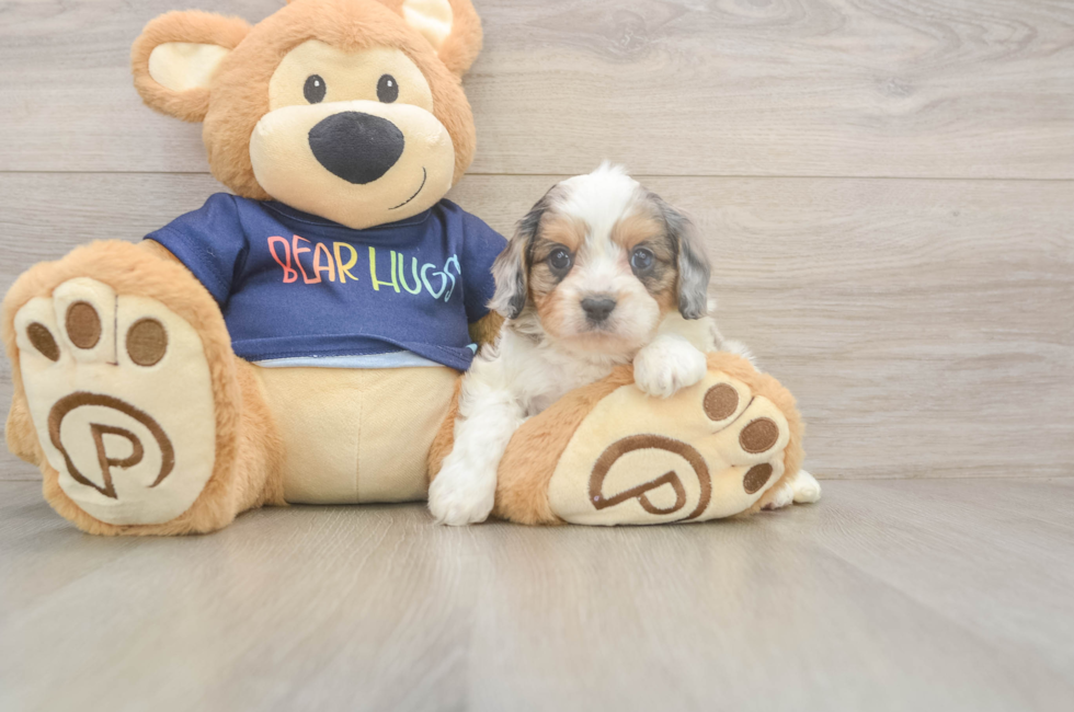 5 week old Cavapoo Puppy For Sale - Premier Pups