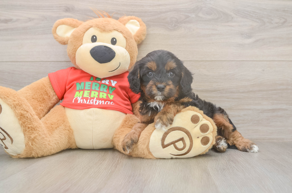 5 week old Cavapoo Puppy For Sale - Premier Pups