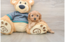 Cavapoo Puppy for Adoption
