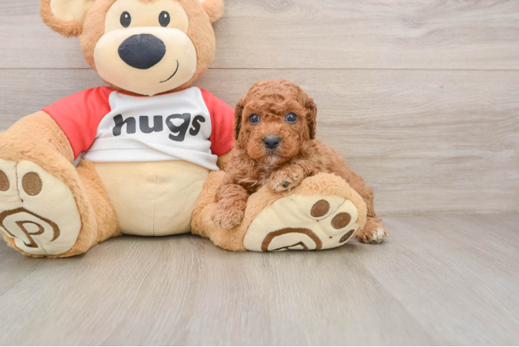 Cavapoo Puppy for Adoption