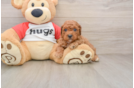 Cavapoo Puppy for Adoption