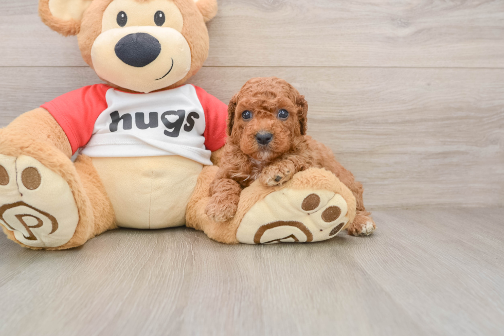 Cavapoo Puppy for Adoption