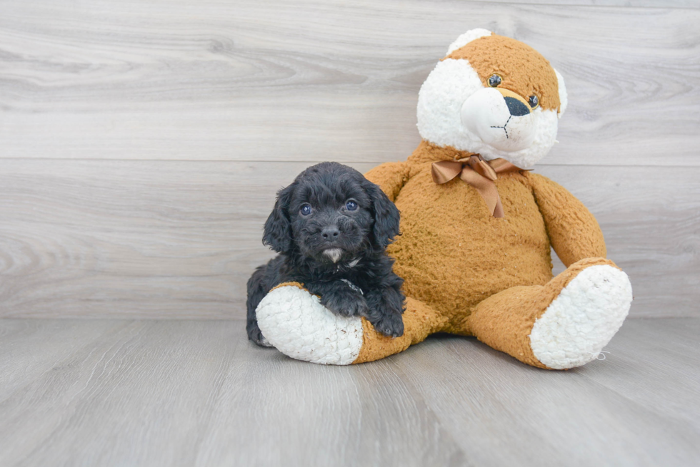 Playful Cavoodle Poodle Mix Puppy