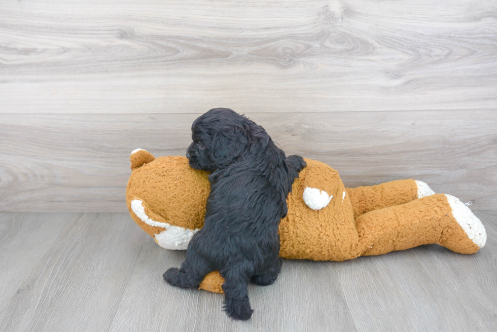 Cavapoo Pup Being Cute