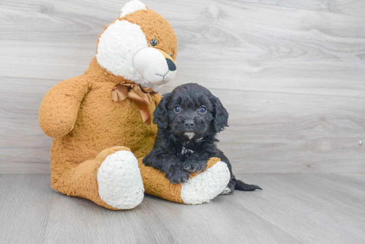 Sweet Cavapoo Baby