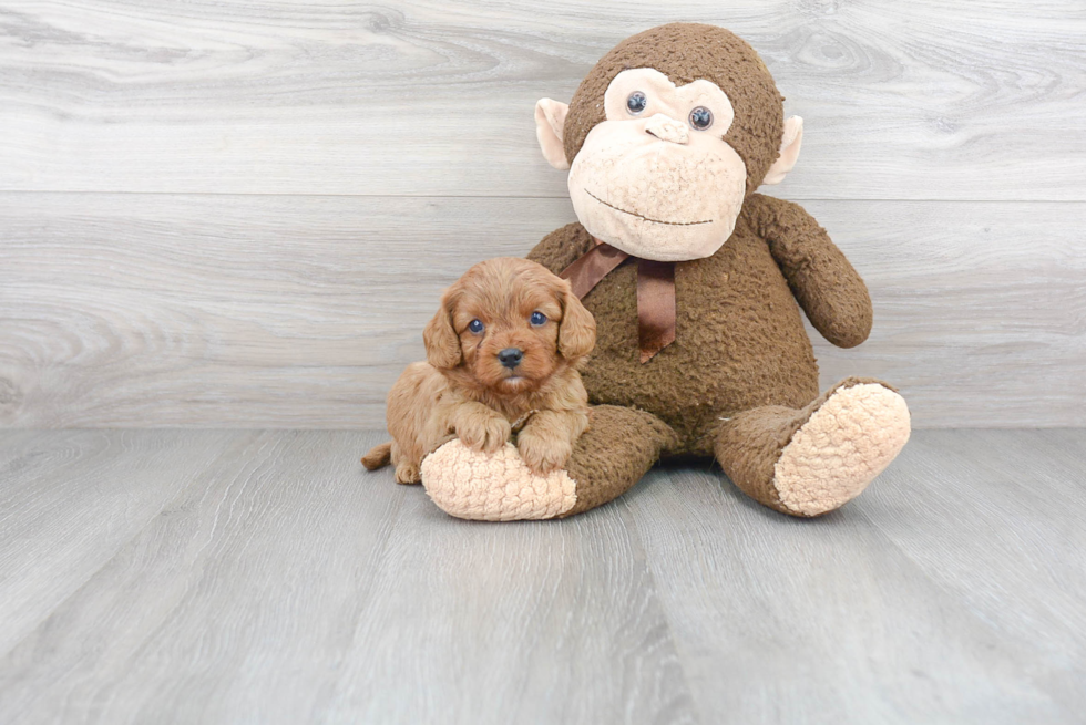 Cavapoo Pup Being Cute