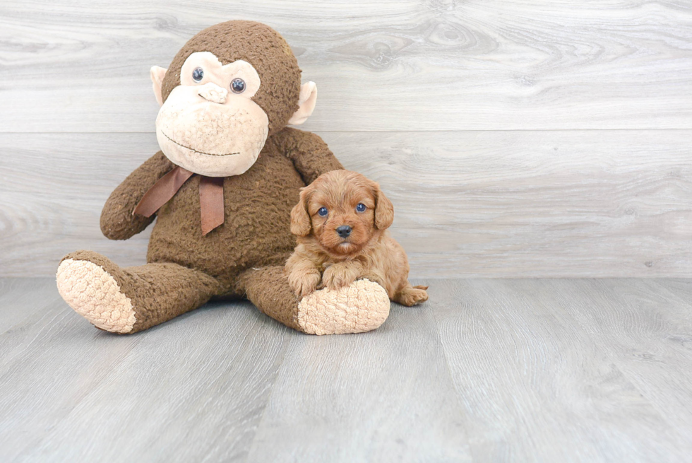 Cavapoo Puppy for Adoption