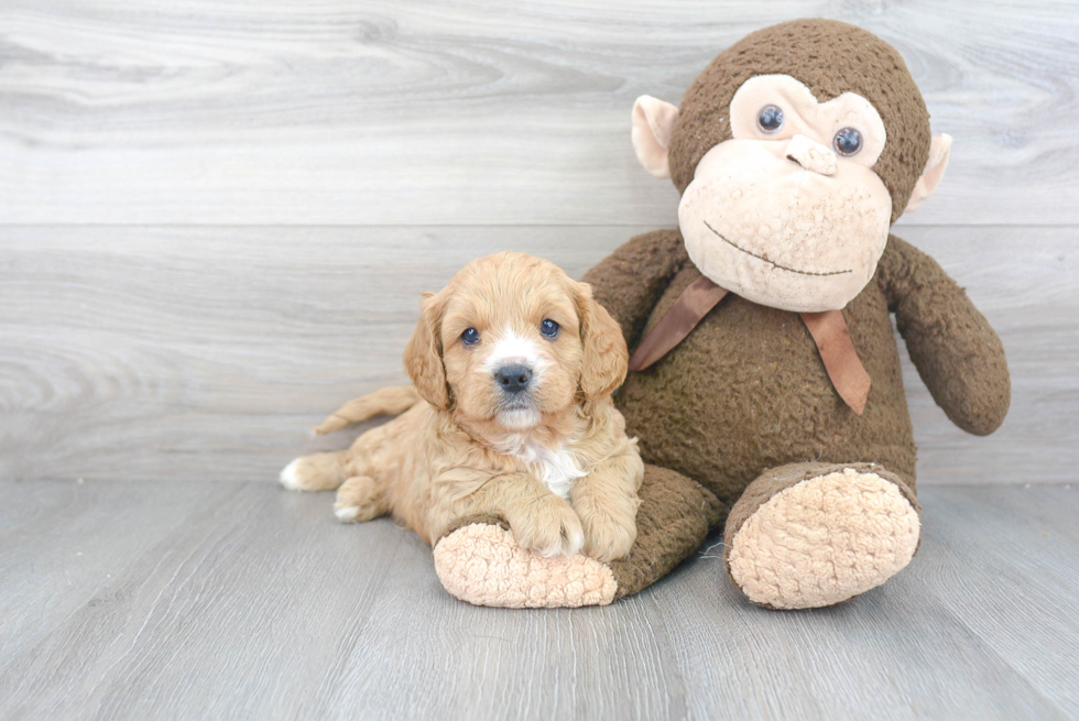 Cavapoo Puppy for Adoption