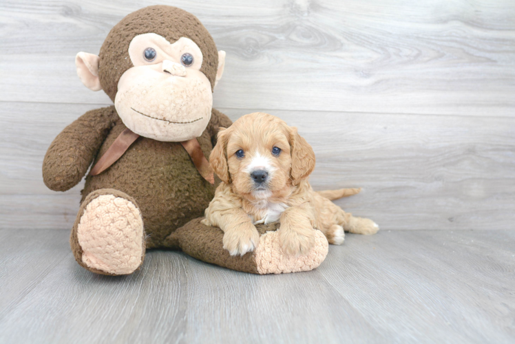 Cavapoo Puppy for Adoption