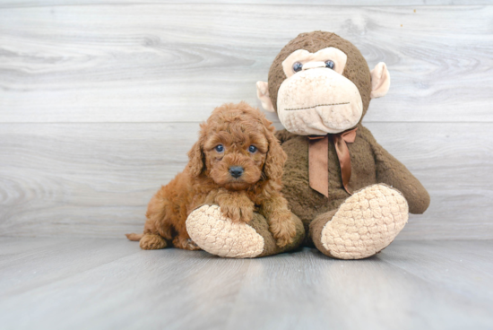 Best Cavapoo Baby