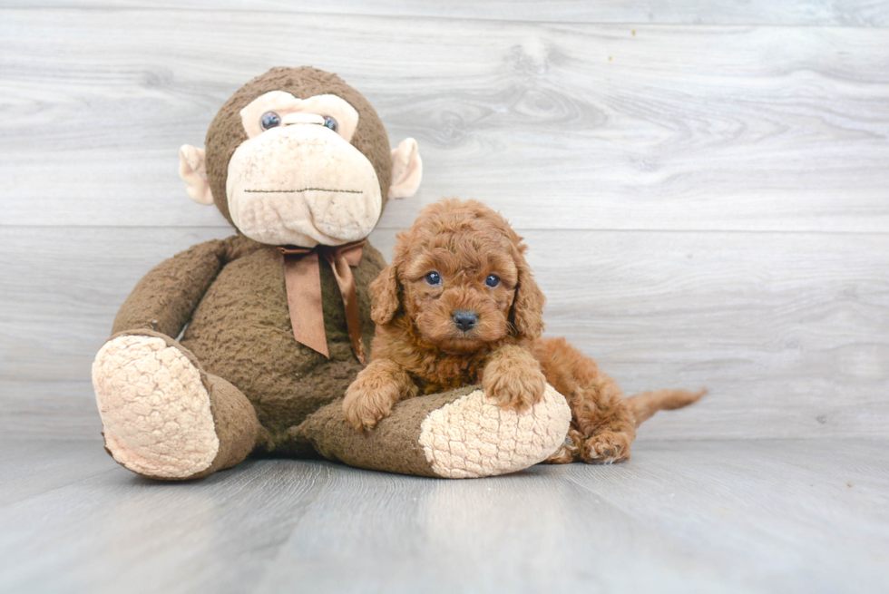 Smart Cavapoo Poodle Mix Pup