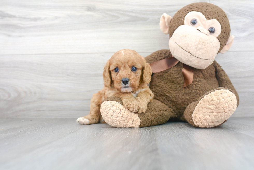 Cavapoo Puppy for Adoption