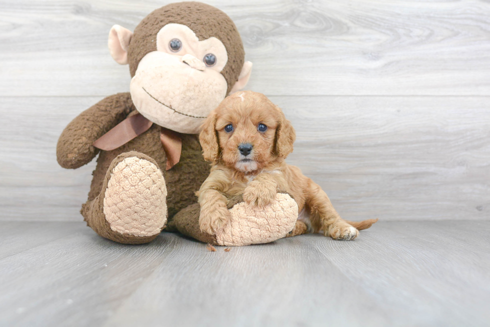 Smart Cavapoo Poodle Mix Pup